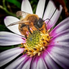 bee on a flower