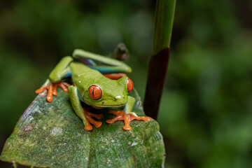 Close up view of a Beautiful red eye frog in the rain forest of Costa Rica