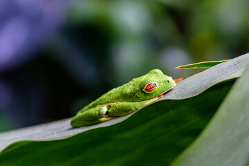 Obraz premium Close up view of a Beautiful red eye frog in the rain forest of Costa Rica
