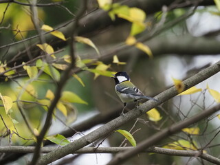 ジジュウカラ