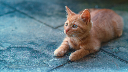 CLOSE UP, COPY SPACE: Attentive orange tabby cat lies on the black tiled ground.