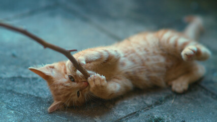 Obraz premium CLOSE UP: Baby ginger cat bites on a twig held by its unrecognizable owner.