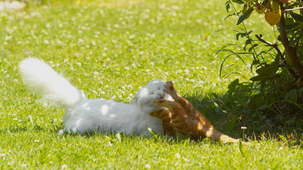 Fototapety na wymiar - Fototapeta24.pl