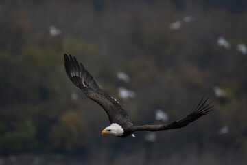 bald eagle in flight