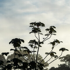 Silhouette of tall wildflowers with umbrella-shaped heads against a cloudy sky in Belize.
