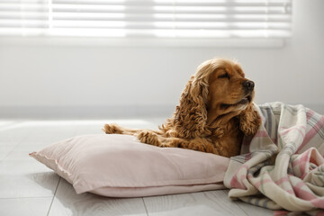 Cute English cocker spaniel dog with plaid and pillow on floor. Space for text