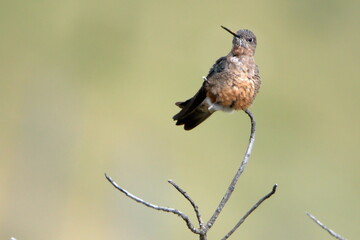 Giant hummingbird (Patagona gigas) perched on a twig in Antisana Ecological Reserve, Ecuador