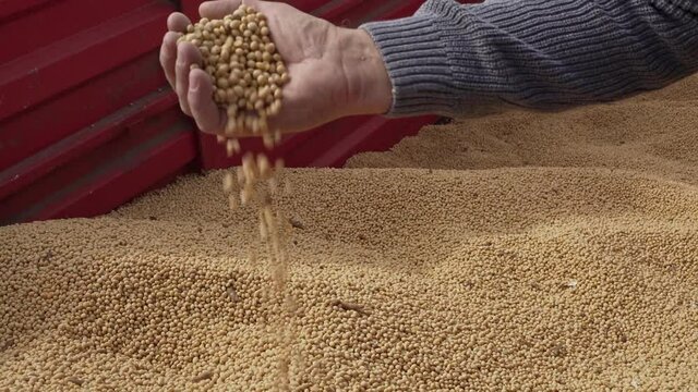 Farmer with soybeans in hand