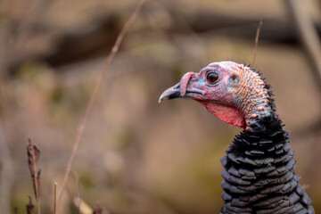 Wild turkey in a boreal forest Quebec, Canada.