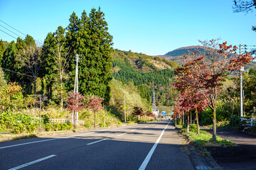 【秋イメージ】道路沿いの秋を感じる風景