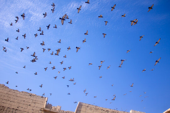 Birds flying in the sky above the courtyard of Egypt temple