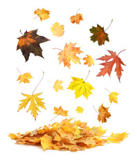 Beautiful autumn leaves falling on white background