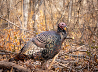 Wild turkey in a boreal forest Quebec, Canada.