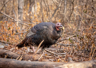Wild turkey in a boreal forest Quebec, Canada.