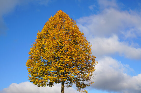 herbst