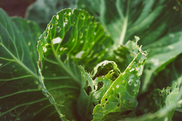 cauliflower plants with leaves eaten out by white moths and showing holdes all over