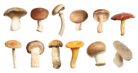 Set of different fresh mushrooms on white background. Banner design