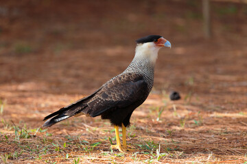 Bird of prey called Carcará found in South America. Photo taken in Brasilia, Brazil.
