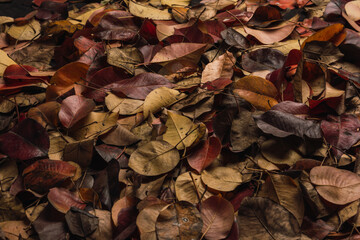 Autumn leaves of a pear tree on the ground, their ocher, red, orange, and yellow colors herald the arrival of winter.3