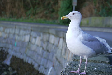 野性味のあるカモメ