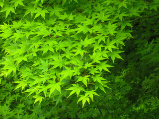 鮮やかな緑色の紅葉の葉（近景）