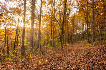 path in autumn forest in the morning