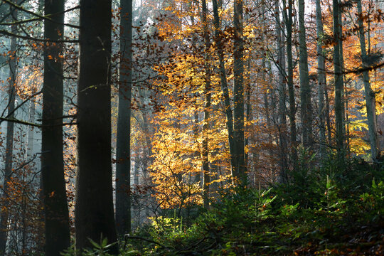 herbst