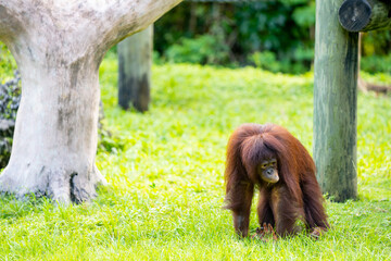 Wildlife photo Orangutan in a habitat © Felix Mizioznikov