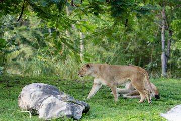 Female lion walking in a field of grass