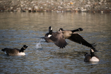 a Canada Goose (Branta canadensis) part of a flock on a lake taking flight part of the migration