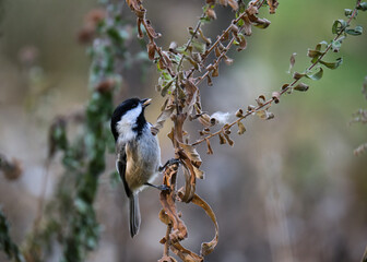 Black-capped Chickadee, Poecile atricapillus, standing on long tall twig in autumn colours