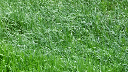 green grass in the meadow