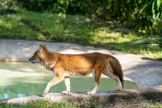 Wet Dhole prancing by a water hole