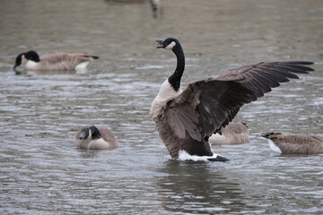 a Canada Geese (Branta canadensis) part of a flock opening wings in display to others calling with tongue visible
