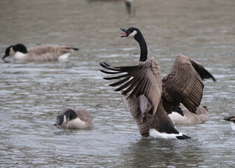a Canada Geese (Branta canadensis) part of a flock opening wings in display to others calling with tongue visible