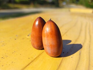 仲良しどんぐり