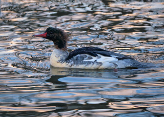 Female Goosander, AKA Common Merganser (Mergus merganser) swimming on a pond with blue ripples
