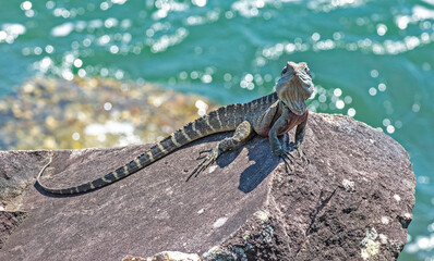 Eastern Water Dragon on the east coast of  Australia.