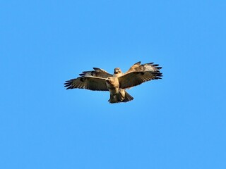 青空バックにノスリのバトルシーン