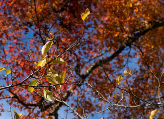 Japanese Autumn Foliage on the entire screen