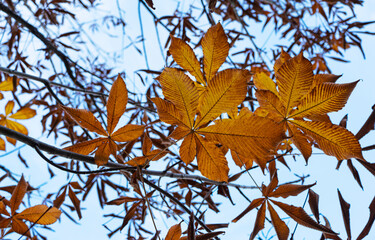 Fototapeta na wymiar Japanese horse chestnut leaves and the sky