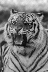 Tiger (Panthera tigris) black and white closeup roaring with mouth open teeth showing in fall Autumn leaves in background