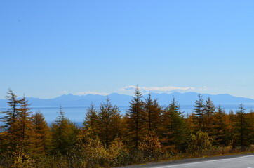 forest in the mountains
