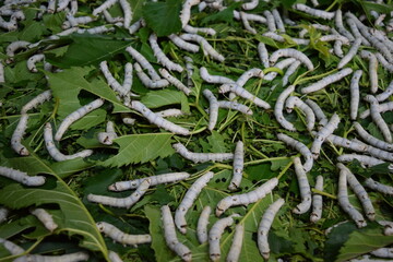 カイコ 桑の葉 養蚕場