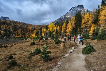 Large group of people walking in autumn mountains by yellow larch trees and snow covered peaks. Larch Valley in Banff National Park. Alberta. Canada  - obrazy, fototapety, plakaty