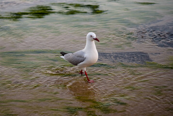 A cool seagull walking in water