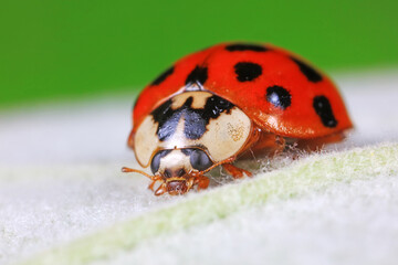 ladybug on green leaves, North China