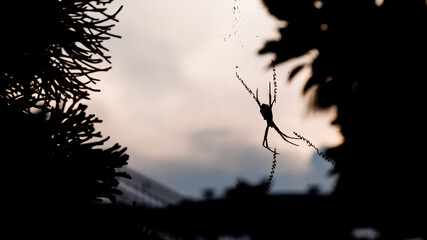 a spider relaxing when the sunset