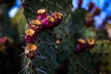 cactus flower with thorns