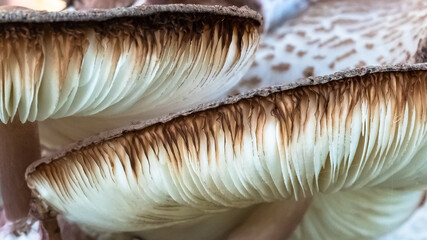 Nature Abstract: Close Look at Gills of a Parasol Mushroom